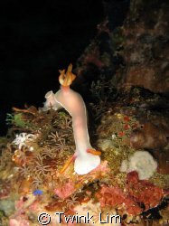 Hypselodoris bullocki. Taken in Anilao.Internal flash by Twink Lim 